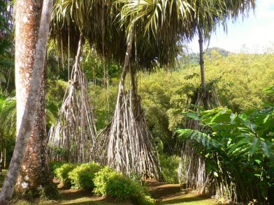 les jardins de Balata, Martinique