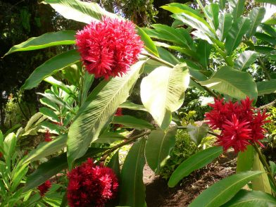 les jardins de Balata, Martinique