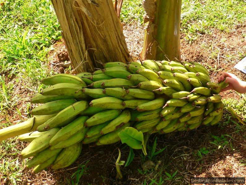 musée de la banane à Sainte Marie, Martinique