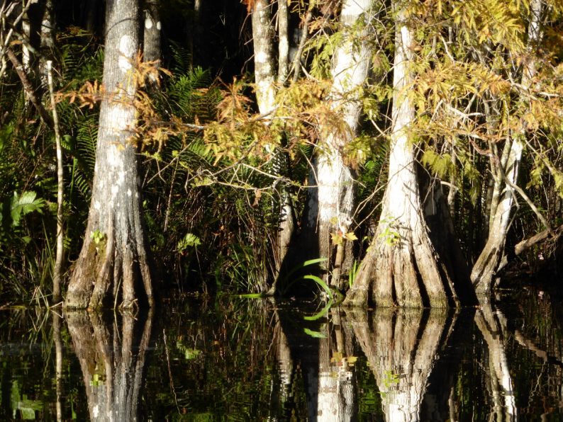 Big Cypress National Preserve, Floride