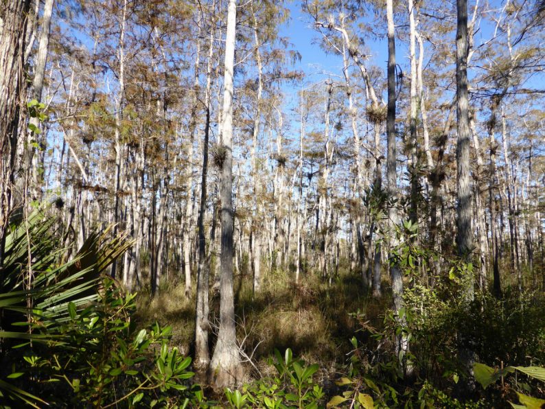 Big Cypress National Preserve, Floride