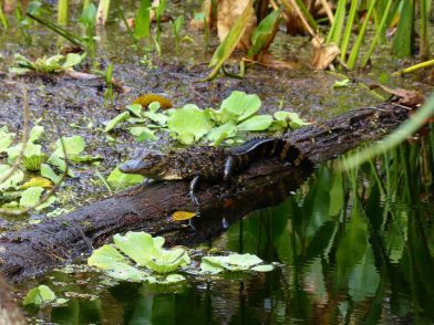 Bird Rookery Swamp Trail Floride