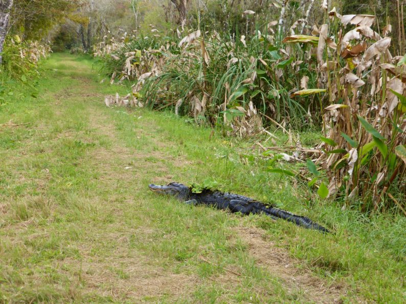 Bird Rookery Swamp Trail Floride