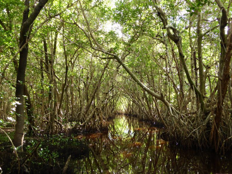 Mangrove Wilderness Boat Tour, Everglades