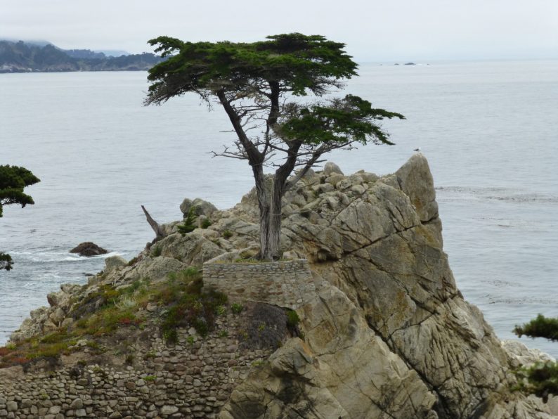 The Lone Cypress 17-Mile Drive