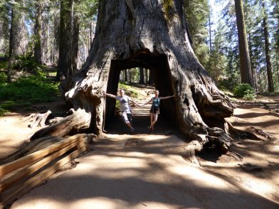 Tuolumne Grove, Yosemite Californie