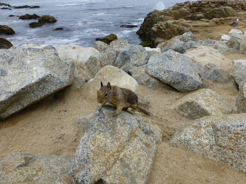 écureuil le long de la 17 Mile Drive, Monterey