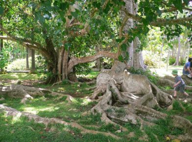 le jardin de Pamplemousses l'île Maurice