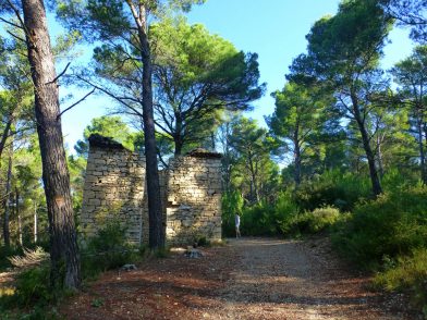 forêt de pins, Luberon