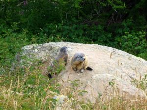 Marmottes au lac d'Allos